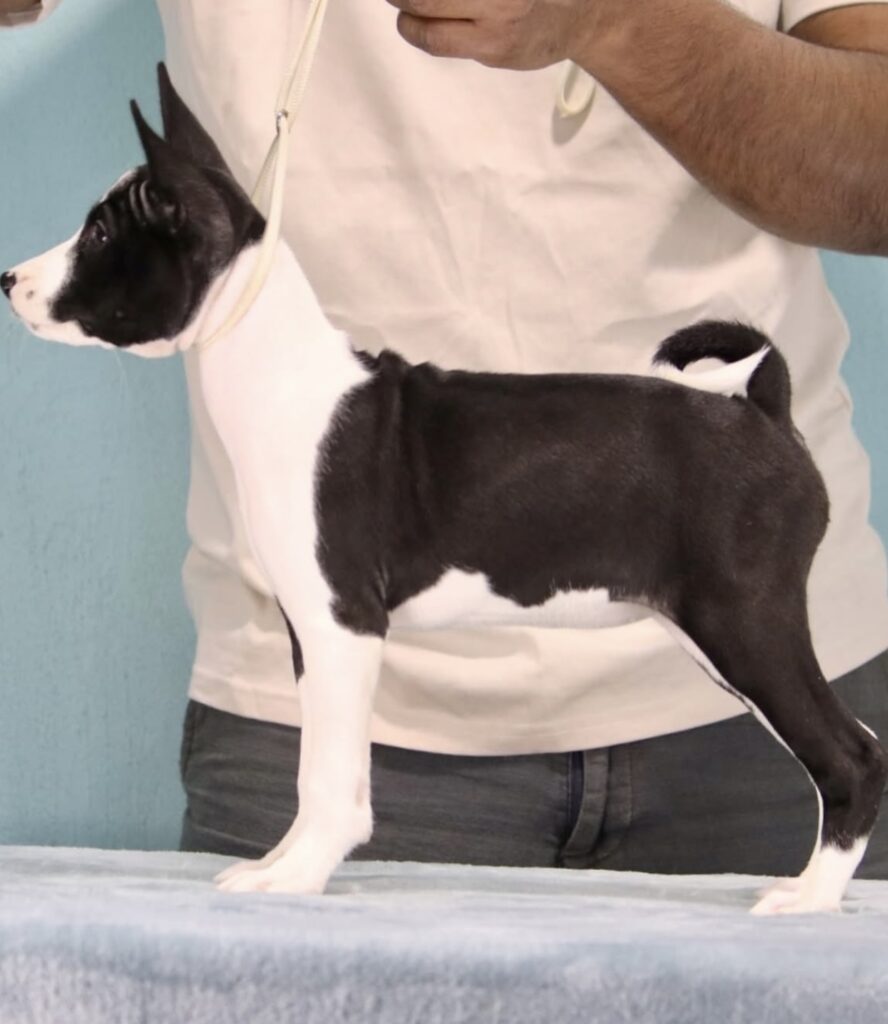 Basenji puppies for sale