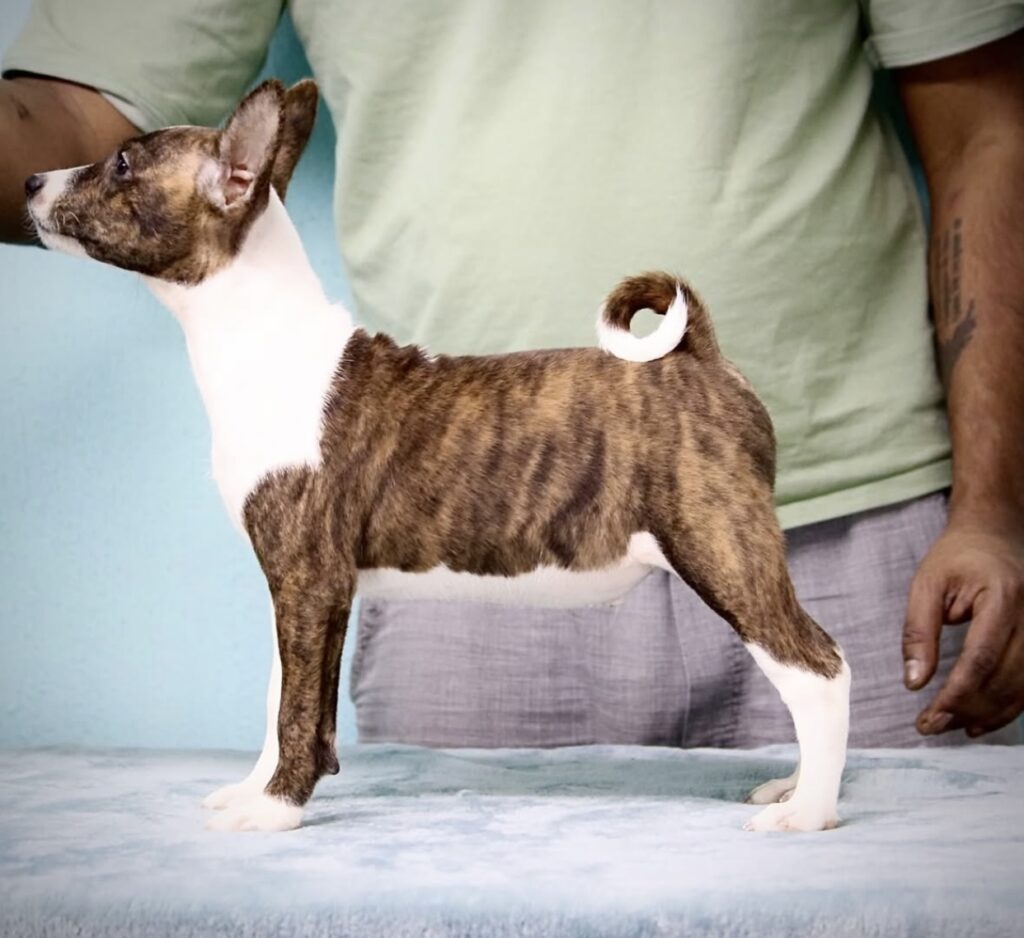 Basenji puppies for sale