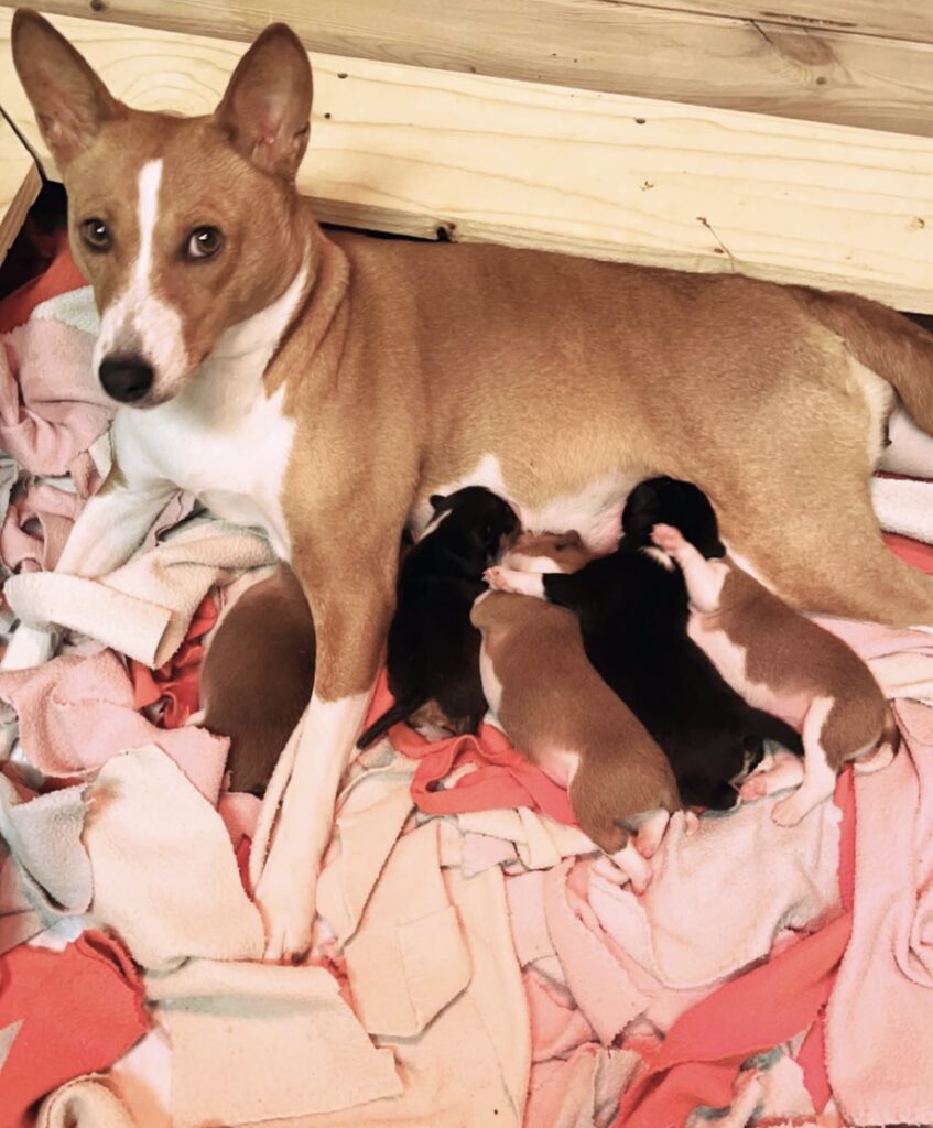 Basenji puppies for sale