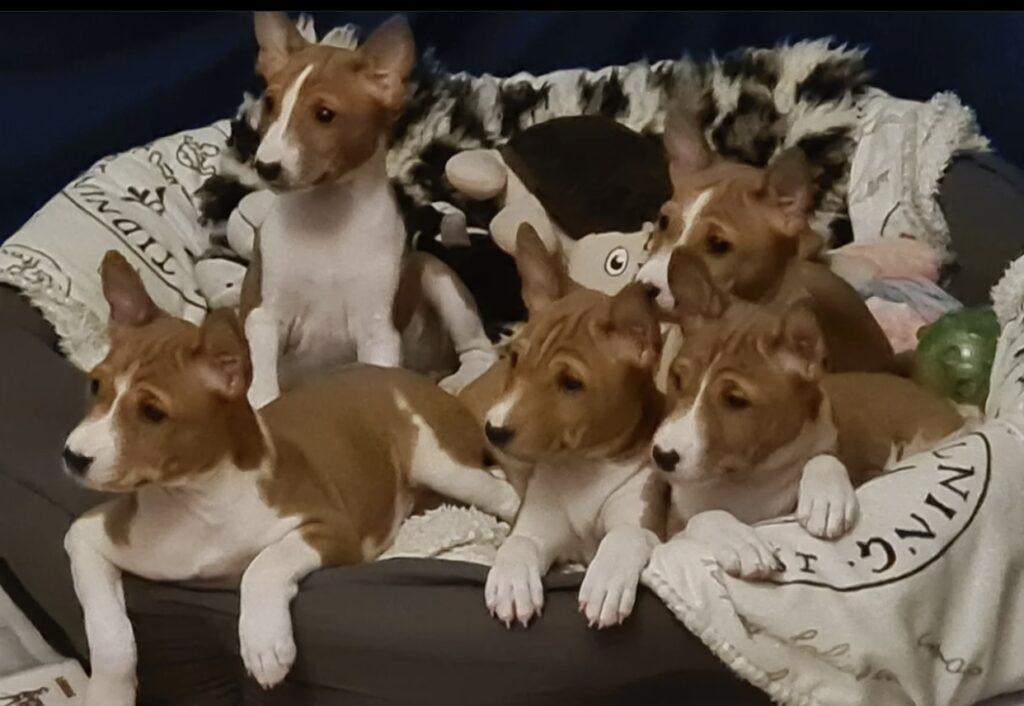 Basenji puppies for sale