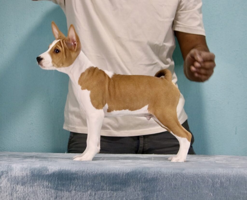 Basenji puppies for sale