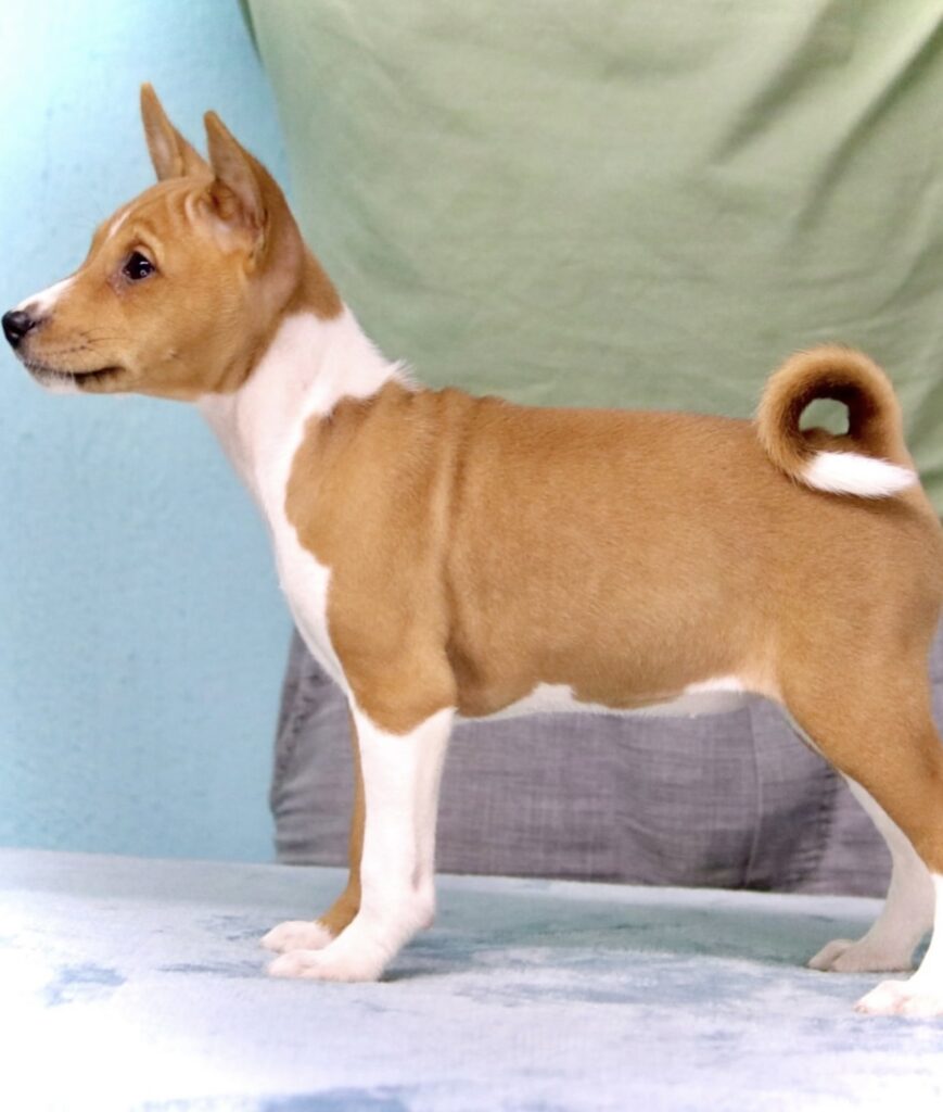 Basenji puppies for sale