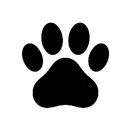 Basenji puppies for sale